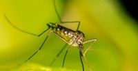 COMUNICAT DE PRESĂ - Infecția cu virusul WEST NILE