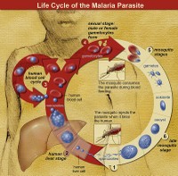 Malaria